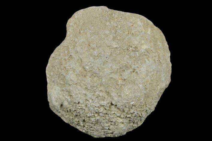 Silurain Fossil Sponge (Astraeospongia) - Tennessee #174248